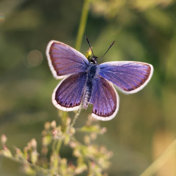 Lat χαλκού-πεταλούδα Lycaenidae — Φωτογραφία Αρχείου