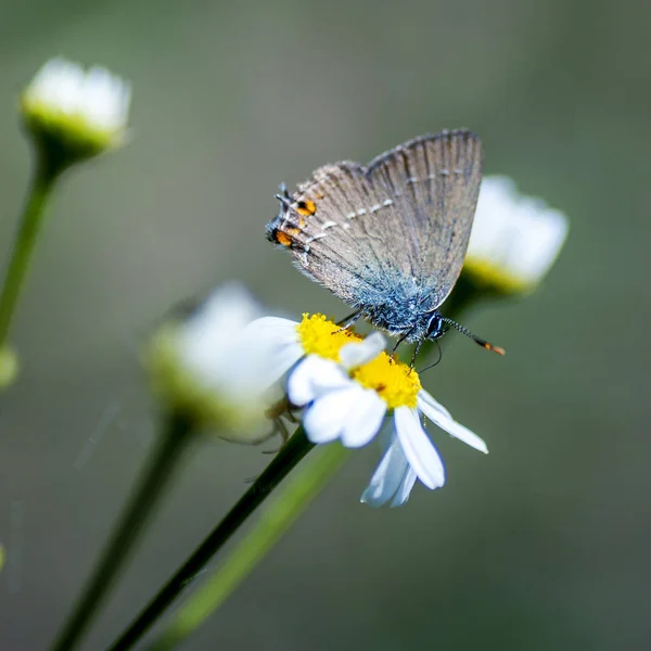 Měď motýl lat Lycaenidae — Stock fotografie