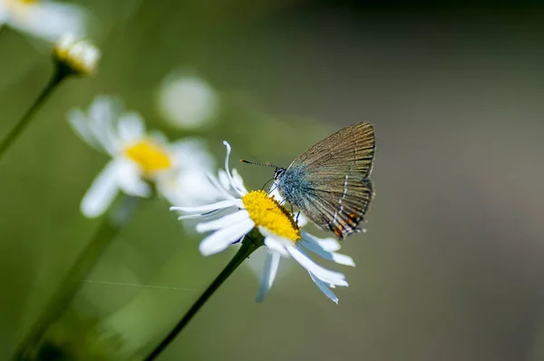 Мідь метелик lat Lycaenidae — стокове фото