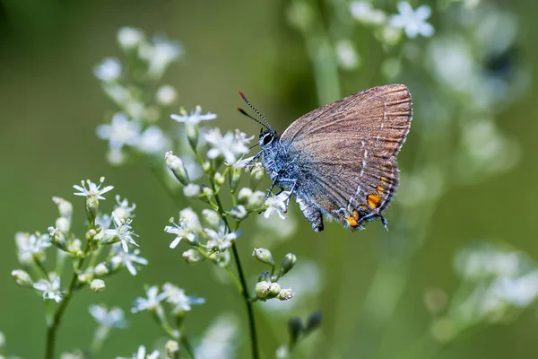 Lat Lycaenidae, mariposa de cobre — Foto de Stock