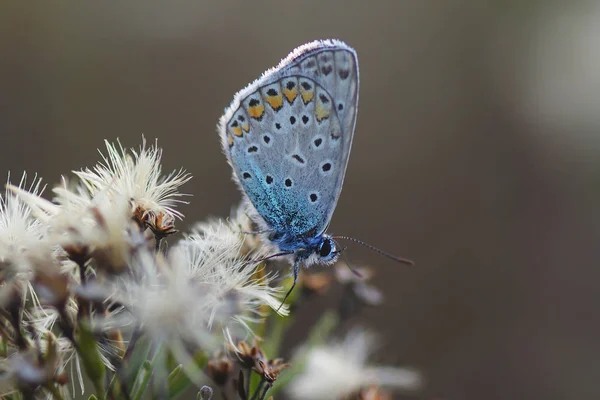 Borboleta-cobre lat Lycaenidae — Fotografia de Stock