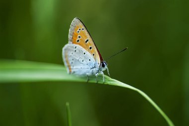  Bakır-kelebek lat Lycaenidae