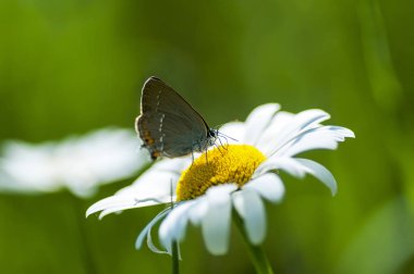  Bakır-kelebek lat Lycaenidae