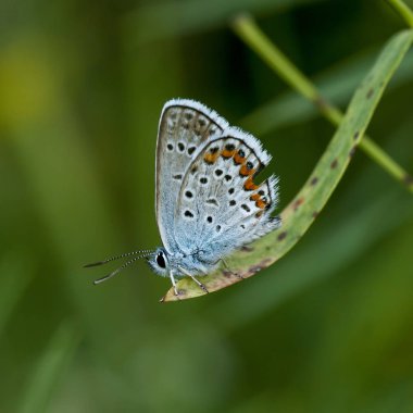 Bakır-kelebek lat Lycaenidae