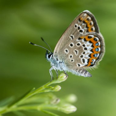 Bakır-kelebek lat Lycaenidae