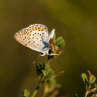 Bakır-kelebek lat Lycaenidae