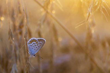Bakır-kelebek lat Lycaenidae