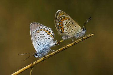 Bakır-kelebek lat Lycaenidae