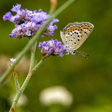 Bakır-kelebek lat Lycaenidae