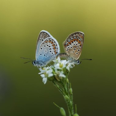 Bakır-kelebek lat Lycaenidae