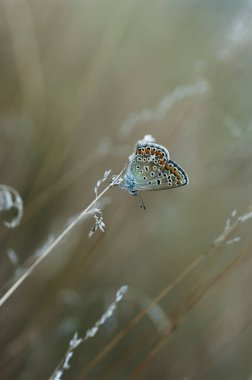 Bakır-kelebek lat Lycaenidae