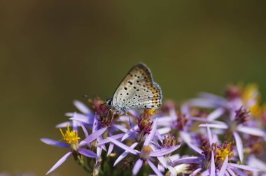 Bakır-kelebek lat Lycaenidae