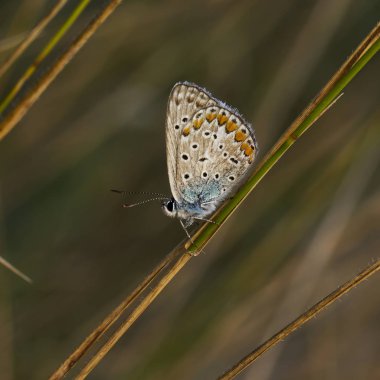 Bakır-kelebek lat Lycaenidae