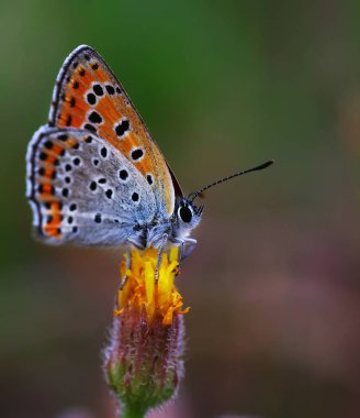 Bakır-kelebek lat Lycaenidae