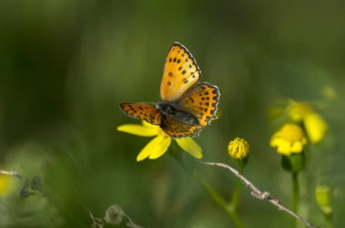 Bakır-kelebek lat Lycaenidae
