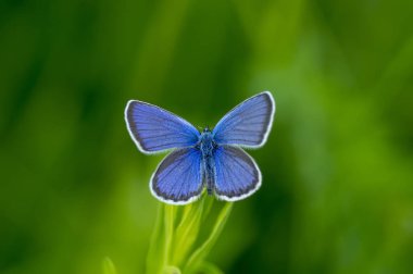 Bakır-kelebek lat Lycaenidae