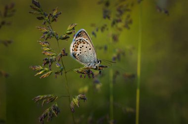 Bakır-kelebek lat Lycaenidae