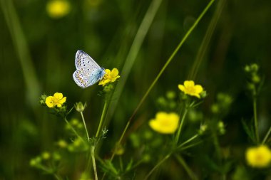 Bakır-kelebek lat Lycaenidae