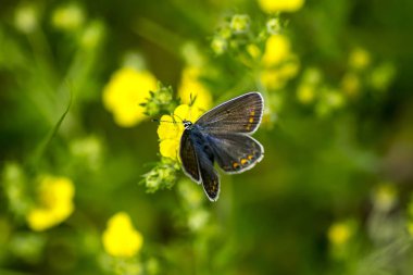 Bakır-kelebek lat Lycaenidae