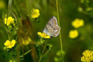 Bakır-kelebek lat Lycaenidae