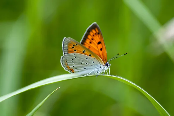 Copper-butterfly lat Lycaenidae — Stock Photo, Image