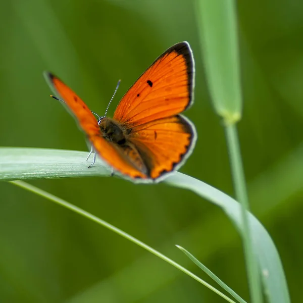 Borboleta-cobre lat Lycaenidae — Fotografia de Stock