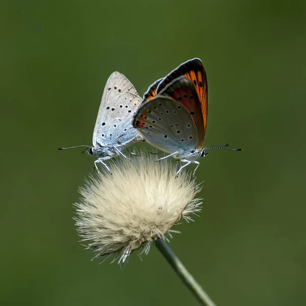 Měď motýl lat Lycaenidae — Stock fotografie