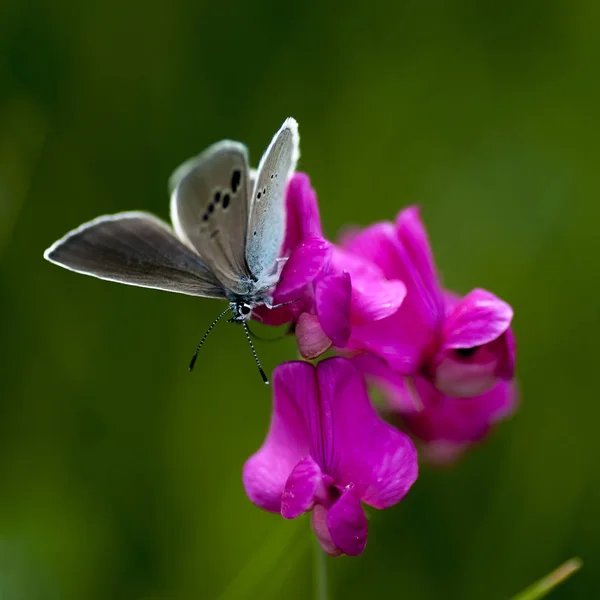 Měď motýl lat Lycaenidae — Stock fotografie