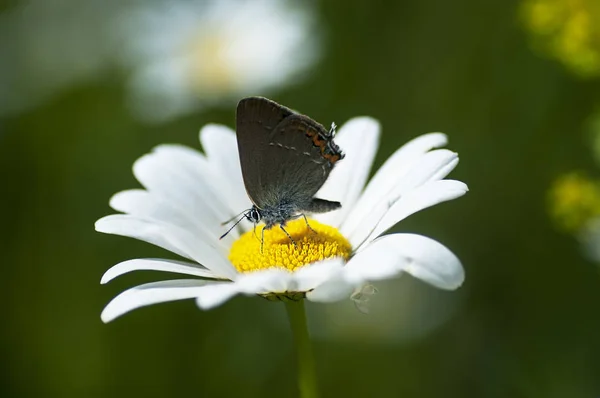 Copper-butterfly lat Lycaenidae — Stock Photo, Image