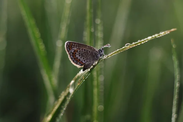 Lycaenidae Lycaenidae — Photo