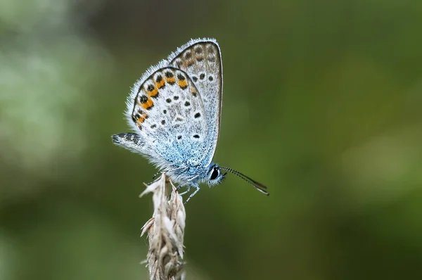 Lycaenidae Lycaenidae — Photo