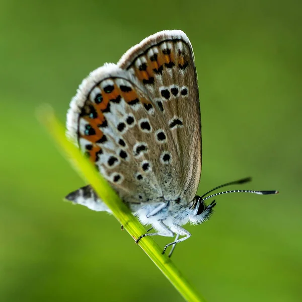 Copper-butterfly lat Lycaenidae — Stock Photo, Image