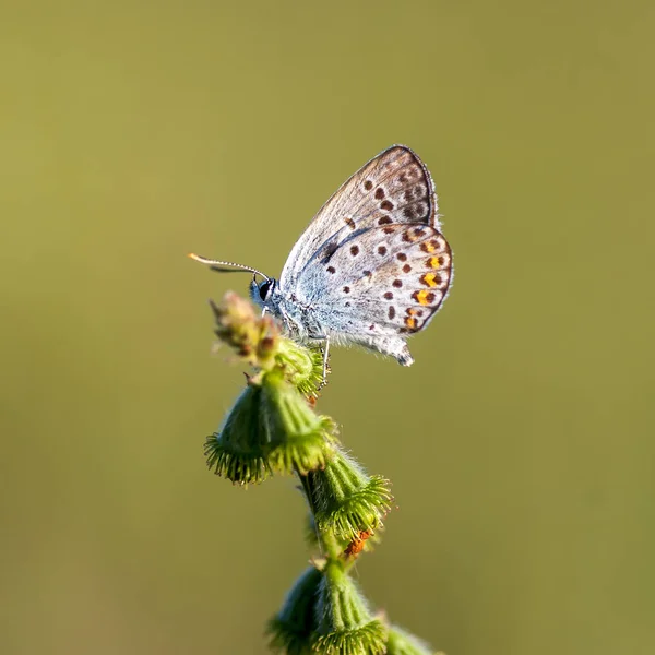 Lycaenidae Lycaenidae — Photo