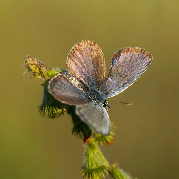 Réz-pillangó lat Lycaenidae — Stock Fotó