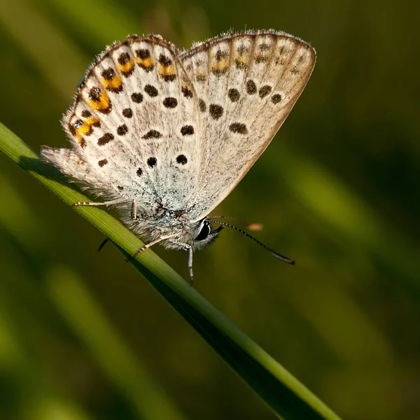 Lycaenidae Lycaenidae — Photo