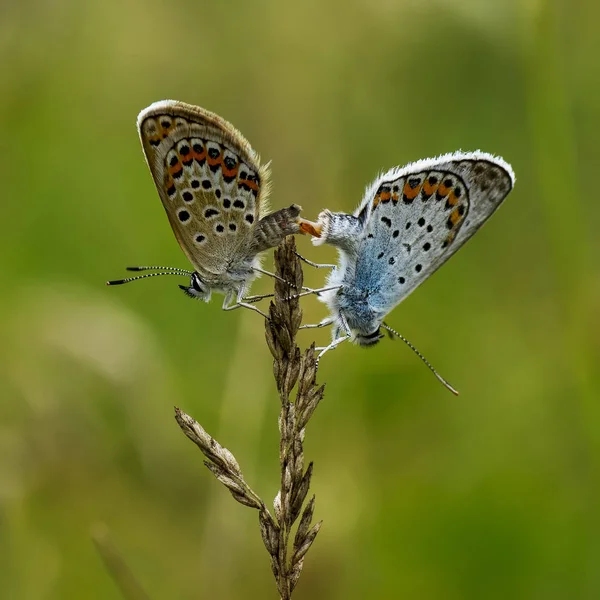 Lycaenidae Lycaenidae — Photo