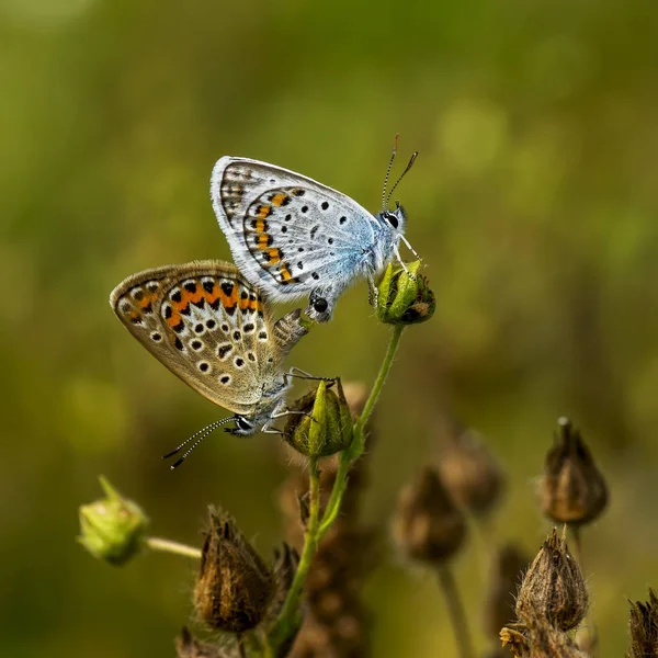 Borboleta-cobre lat Lycaenidae — Fotografia de Stock