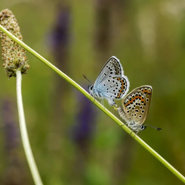 Koper-butterfly lat Lycaenidae — Stockfoto