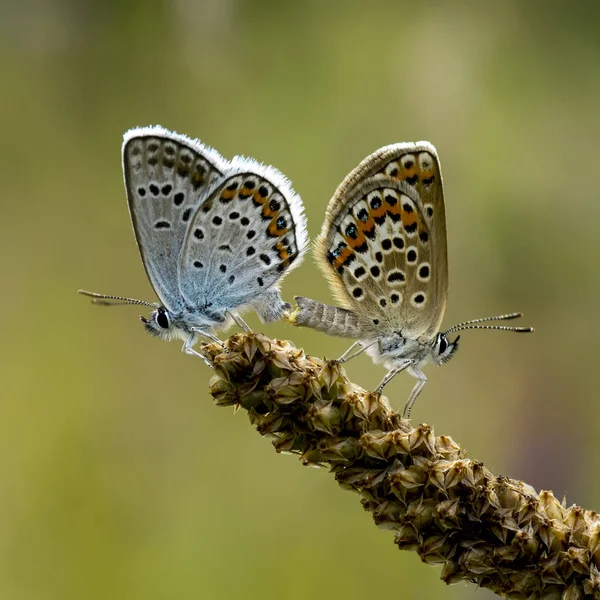 Lycaenidae Lycaenidae — Photo