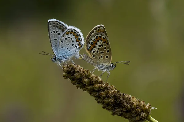 Lycaenidae Lycaenidae — Photo