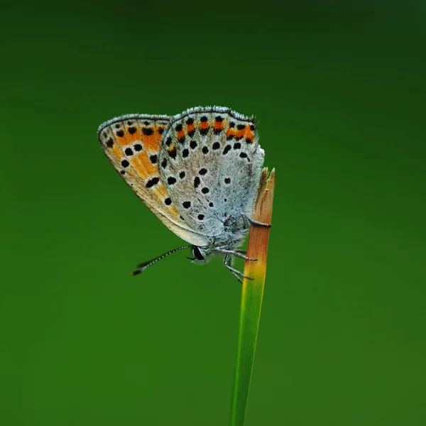 Bakır-kelebek lat Lycaenidae — Stok fotoğraf
