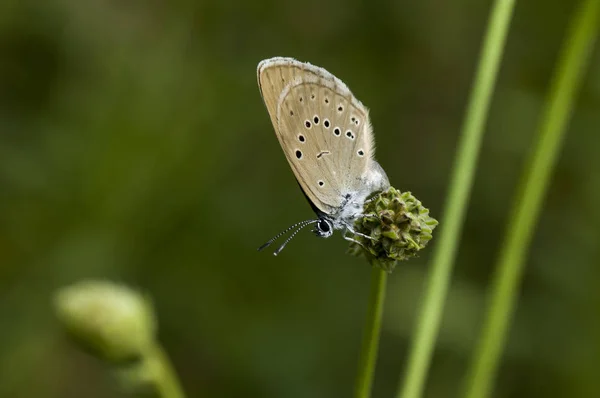 Lat χαλκού-πεταλούδα Lycaenidae — Φωτογραφία Αρχείου