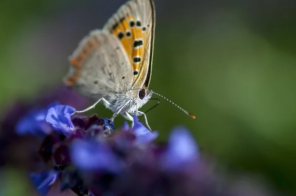 Miedź motyl lat modraszkowatych — Zdjęcie stockowe