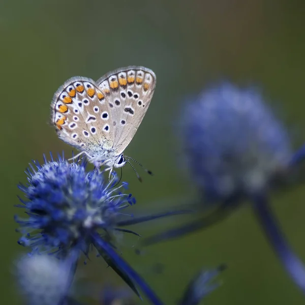 Měď motýl lat Lycaenidae — Stock fotografie