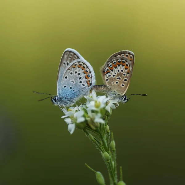 Copper-butterfly lat Lycaenidae — Stock Photo, Image