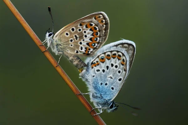 Lycaenidae Lycaenidae — Photo