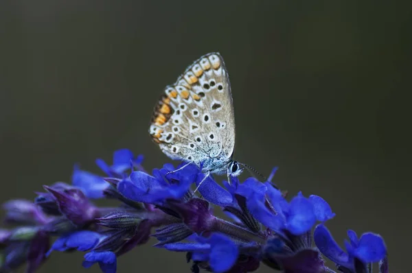 Réz-pillangó lat Lycaenidae — Stock Fotó