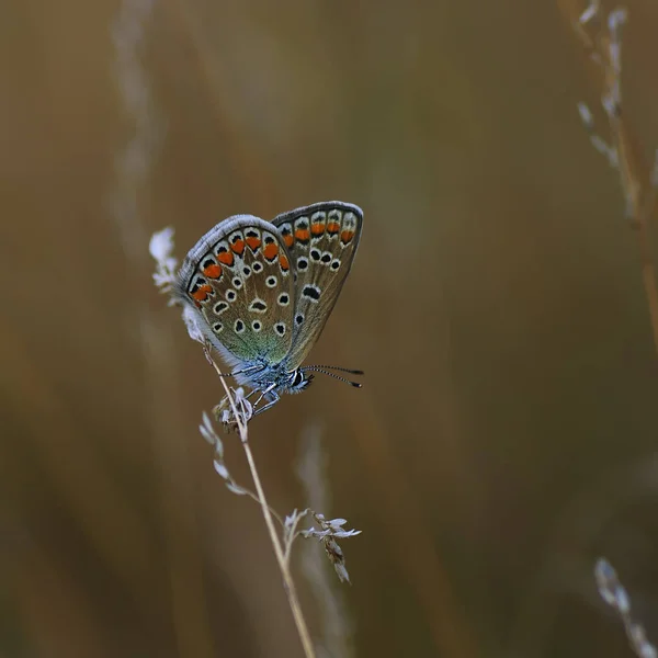 Lycaenidae Lycaenidae — Photo