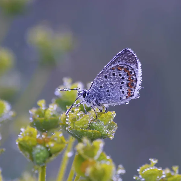 Borboleta-cobre lat Lycaenidae — Fotografia de Stock