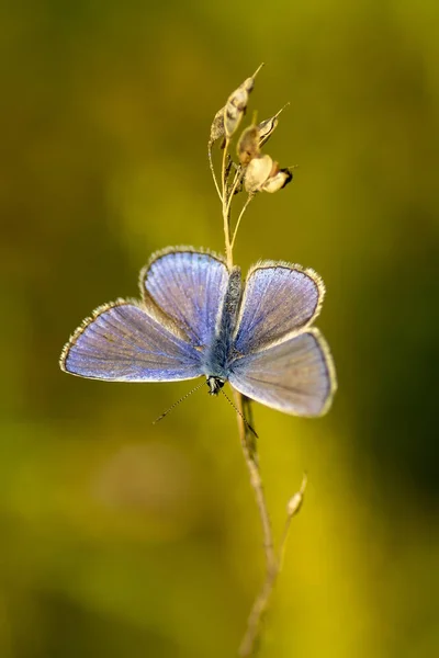 Borboleta-cobre lat Lycaenidae — Fotografia de Stock